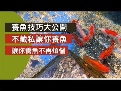 養鯉魚|新手入門